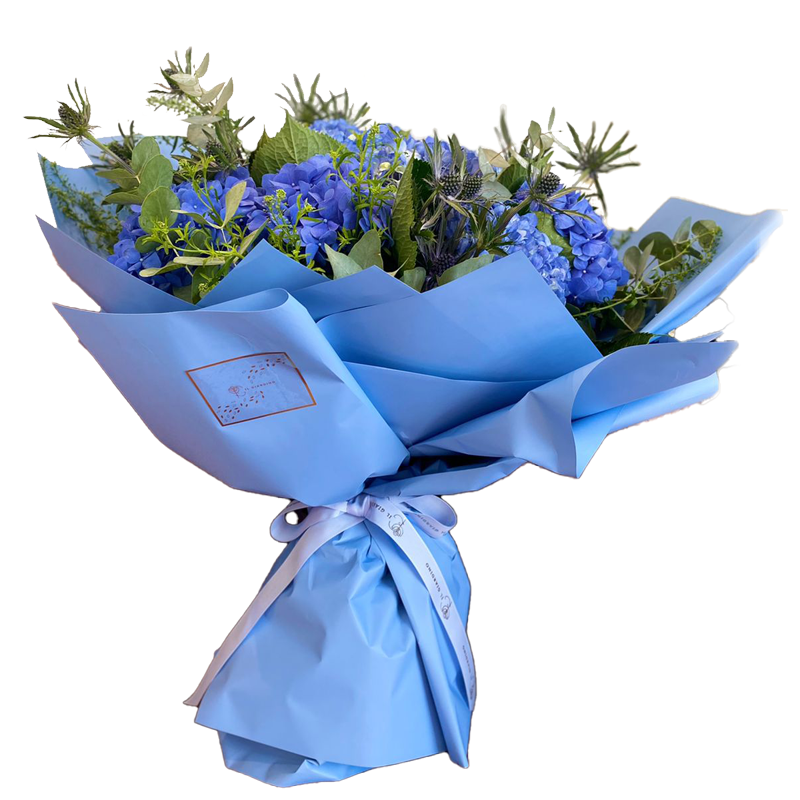Saga of Hydrangeas