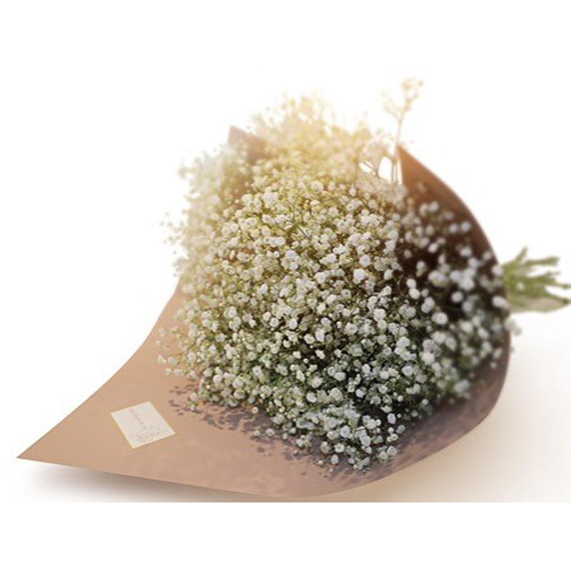 Gypsophilia