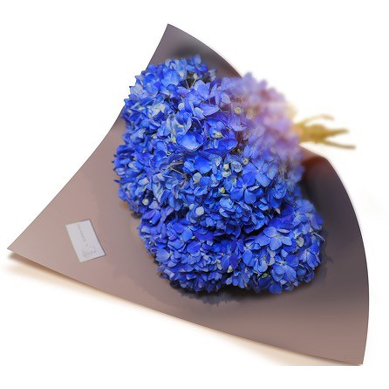 Hydrangea blue