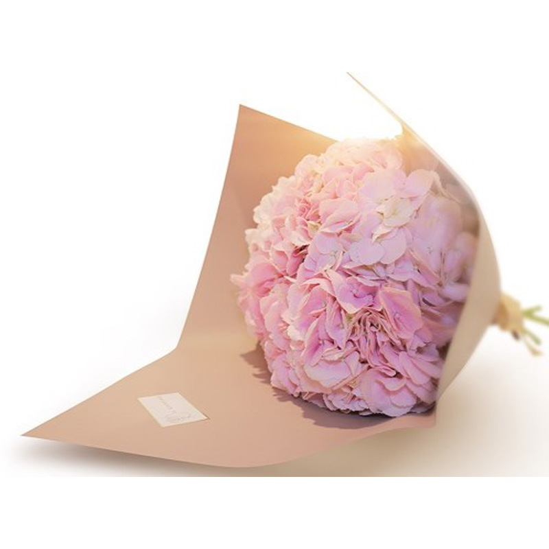 Hydrangeas Pink