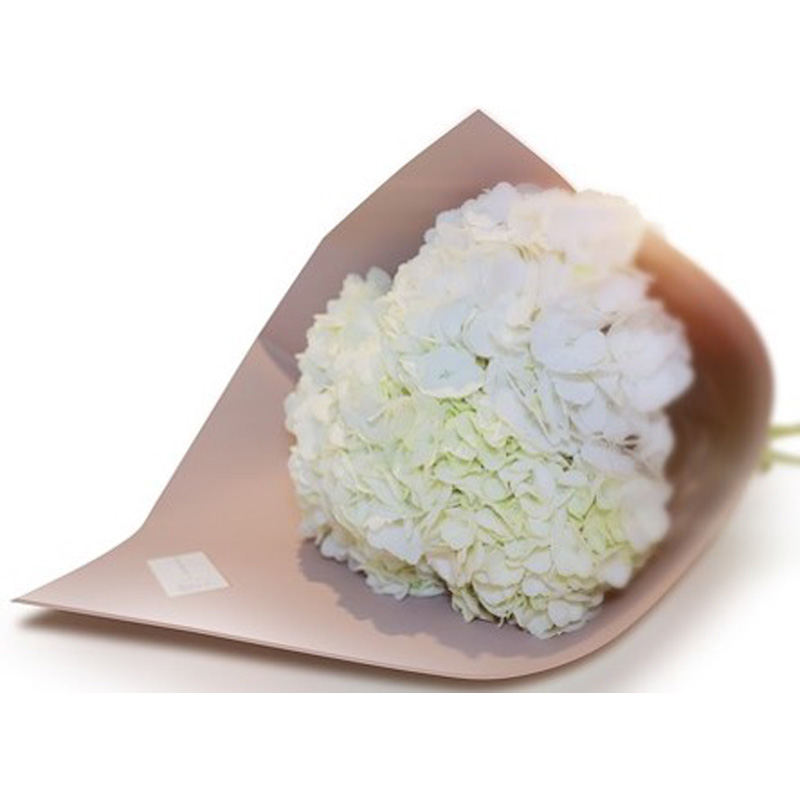 Hydrangeas white
