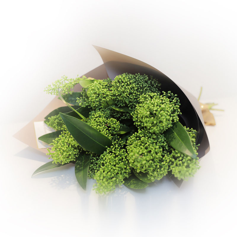 Skimmia Green