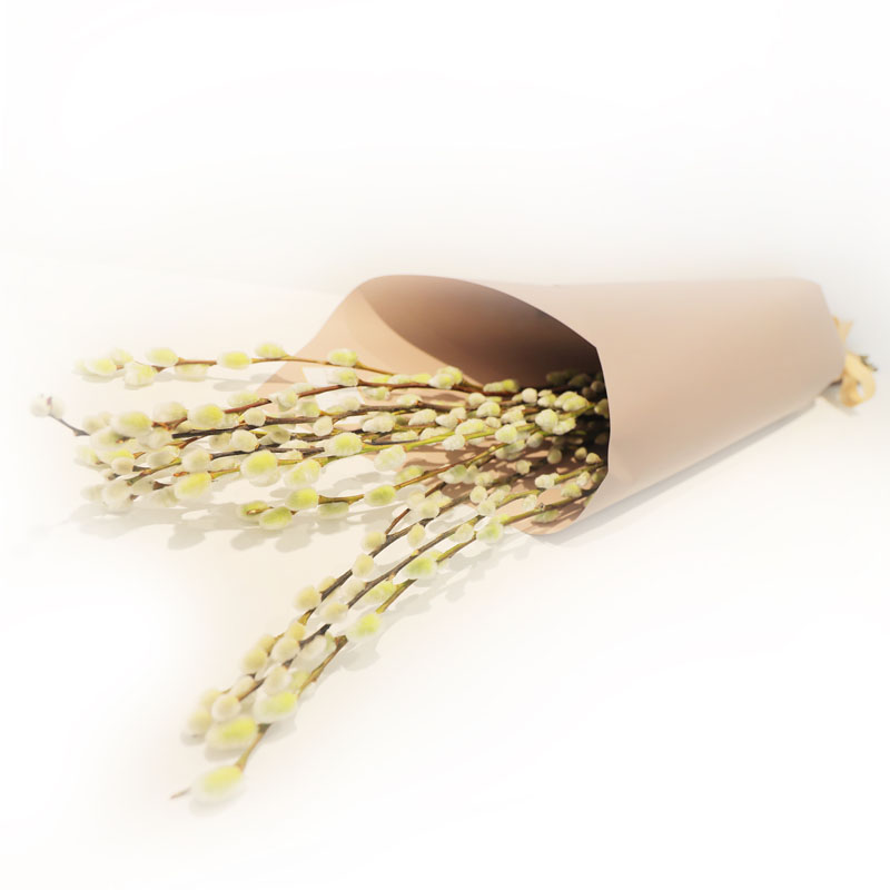Pussy Willow