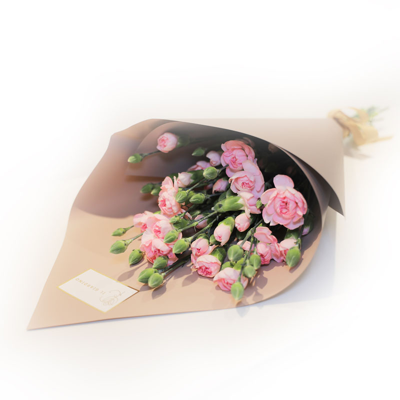 Pink Spray Carnation