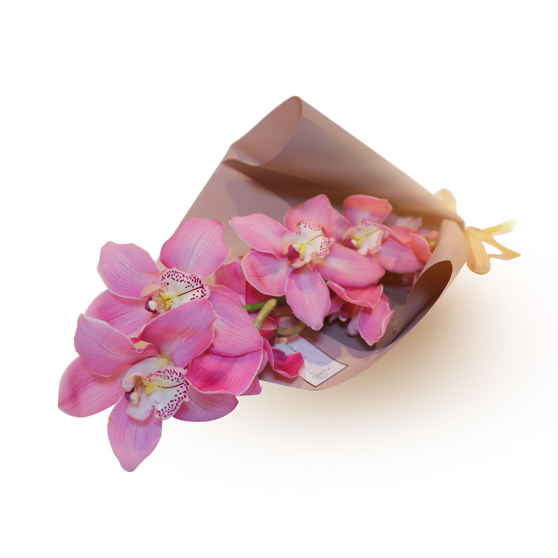 Pink Cymbedium Orchids