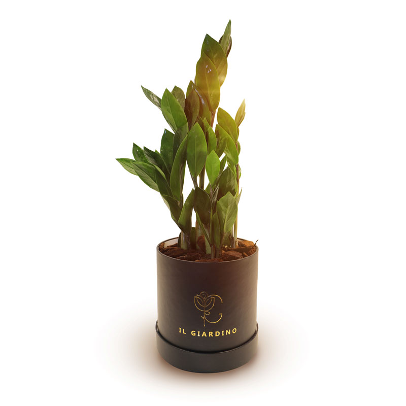 Zamioculcas zamiifolia (ZZ plants)