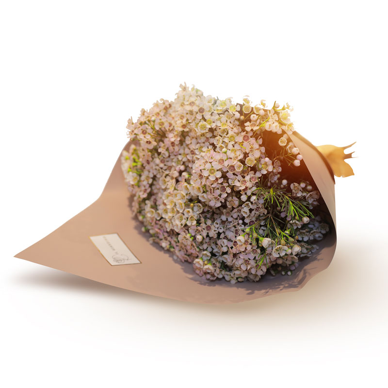 Wax Flowers
