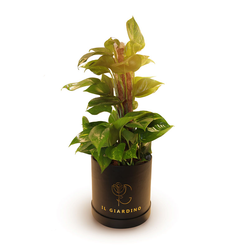 Money Plant