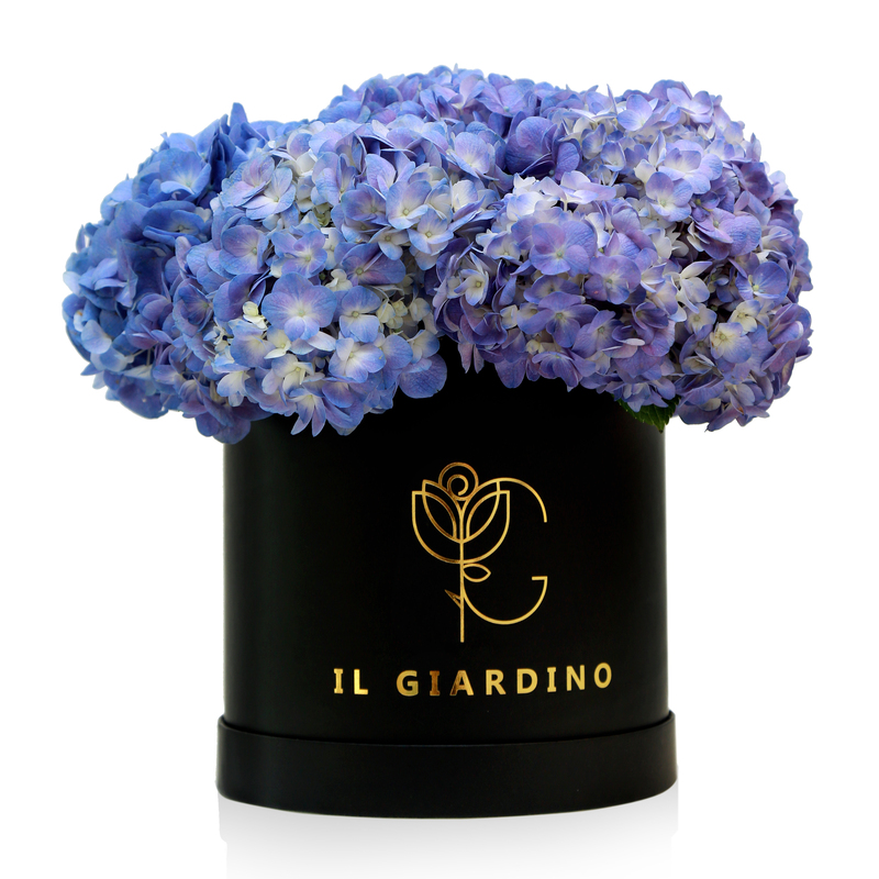 Medium Box of Hydrangeas (Black box/White box)