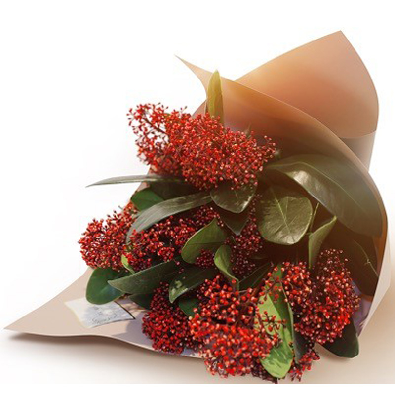 Skimmia Red