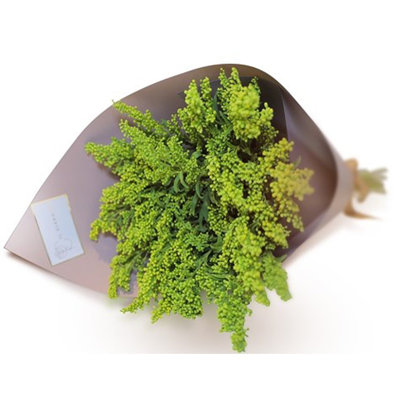 Solidago