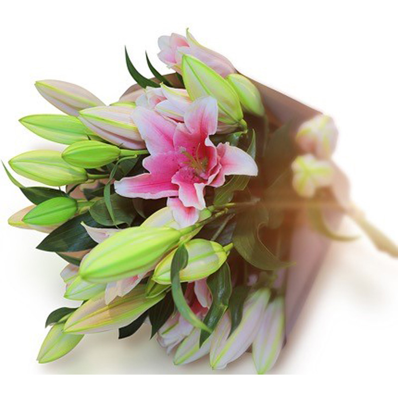Stargazers Pink Lily